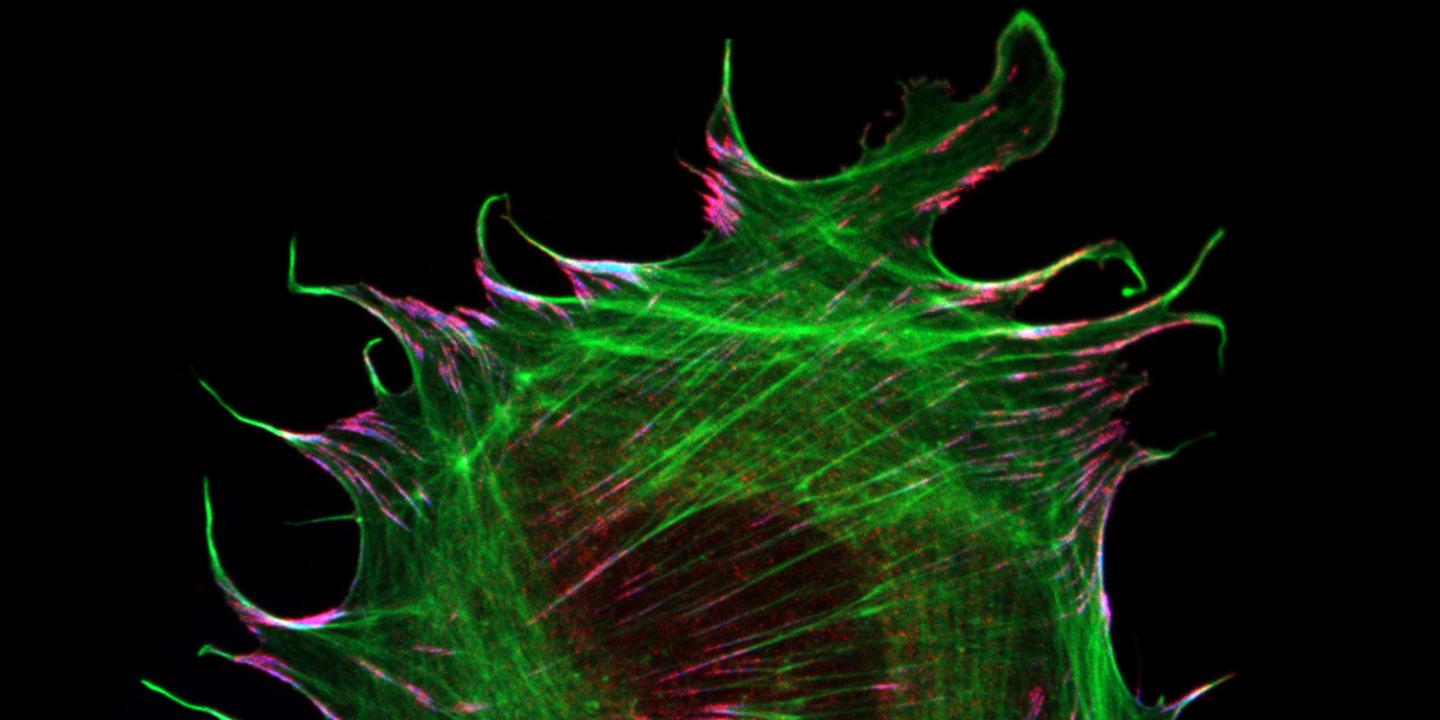 Focal adhesions