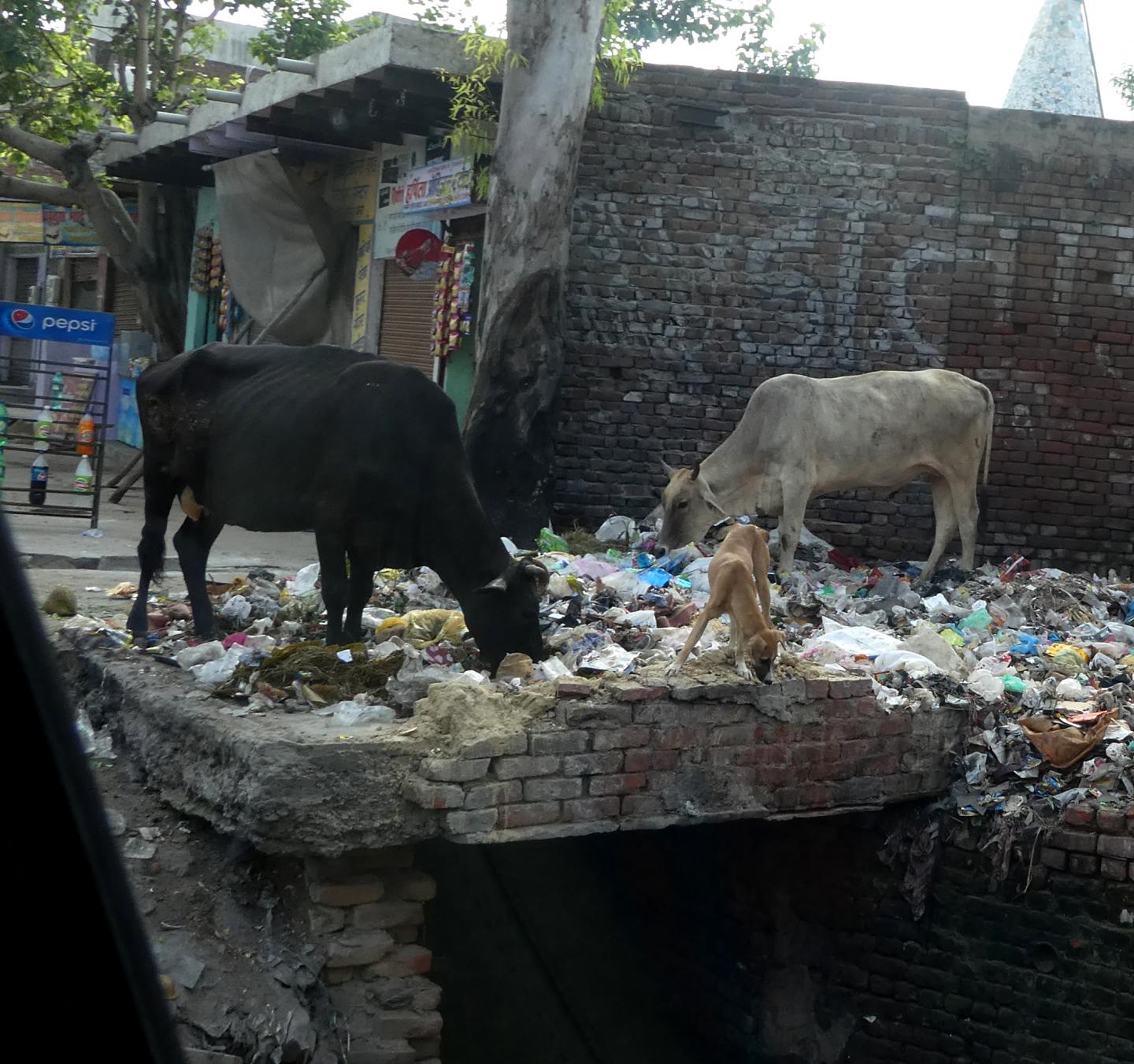 Landfill in India: An extremely useful bacterium was discovered here.