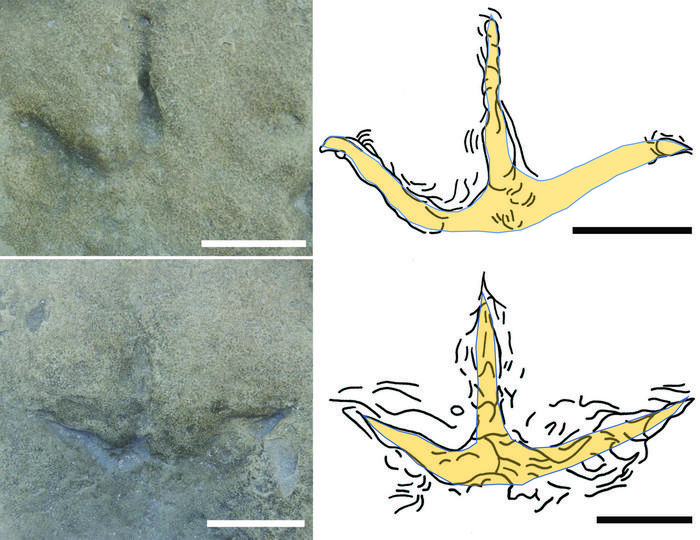 Earliest known Gondwanan bird tracks: Wonthaggi Formation (Early Cretaceous), Victoria, Australia