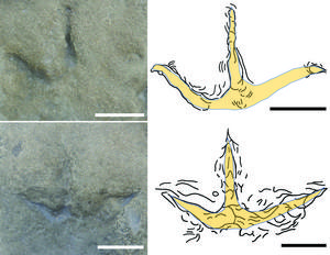 Earliest known Gondwanan bird tracks: Wonthaggi Formation (Early Cretaceous), Victoria, Australia