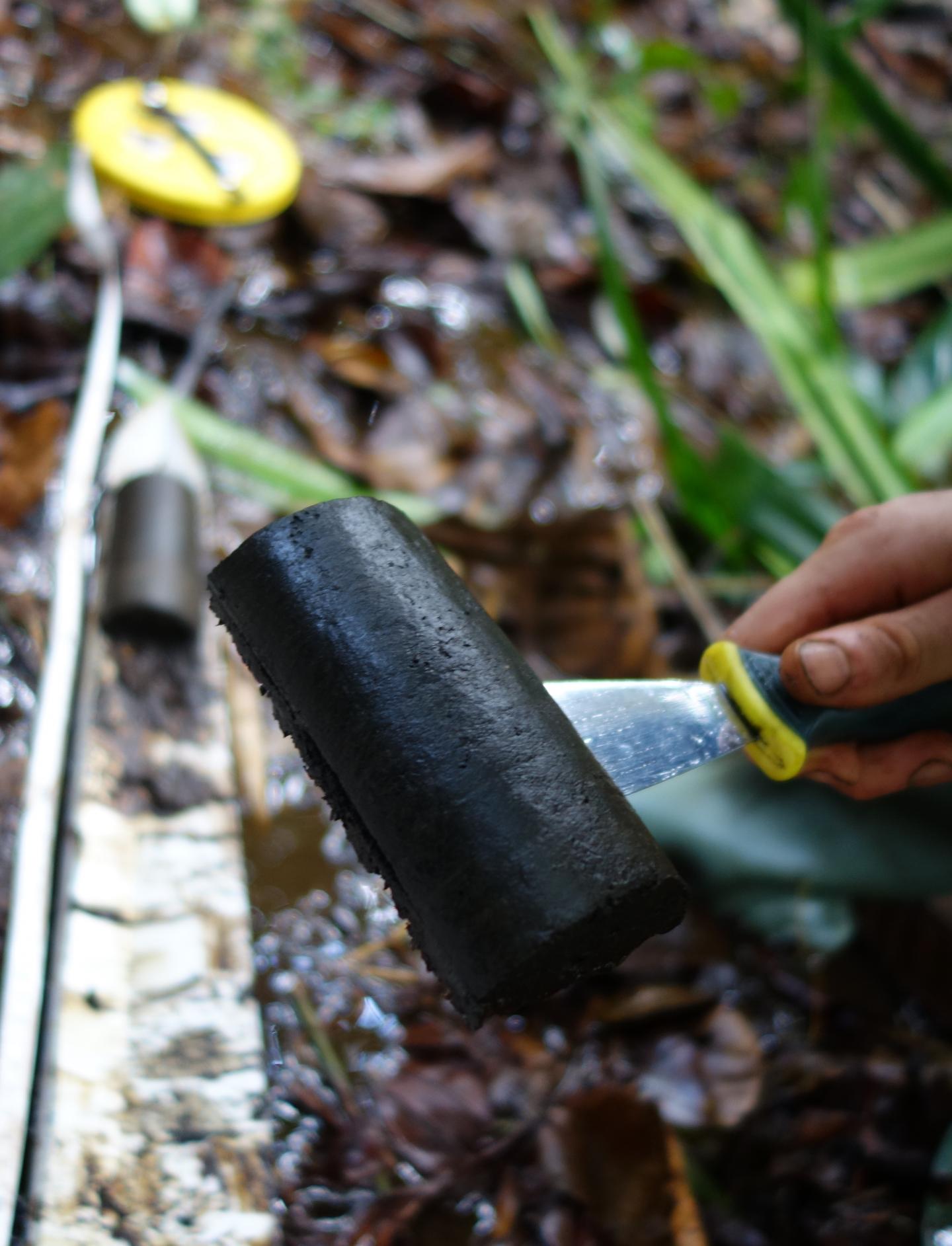 Cuvette Central Peat Sample