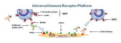 New Universal Platform for Cancer Immunotherapy