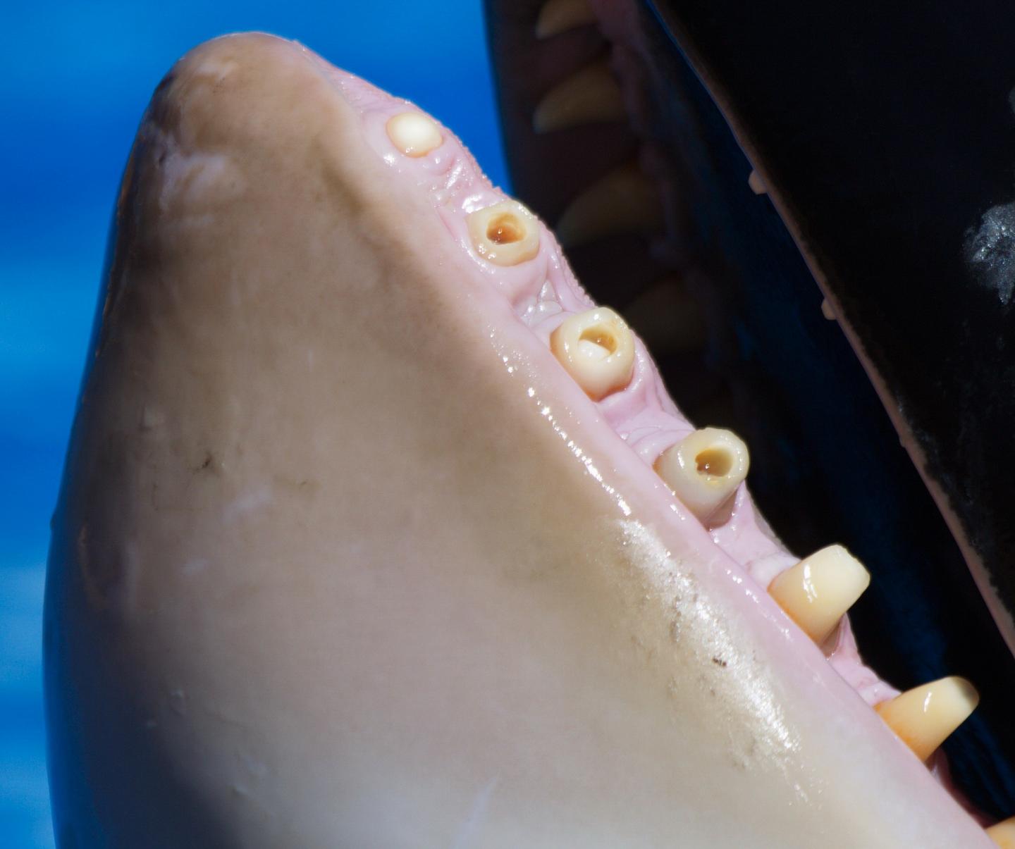 Captive Orcas' Teeth Likely Cause Killer Toothaches