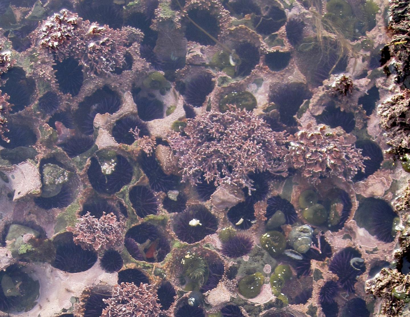 Purple Sea Urchins, before Die-Off