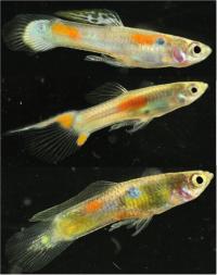 Three Male Wild Guppies Showing Various Body Colors
