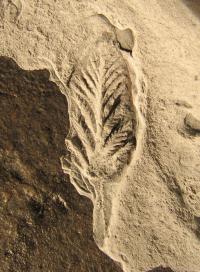 <I>Avalofractus</I> Fossil