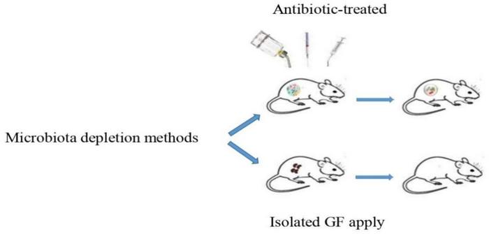 The processes involved in the generation of isolated GF and antibiotic-treated models