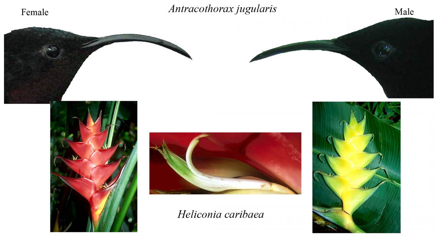 Pollinator Competition May Drive Flower Diversification