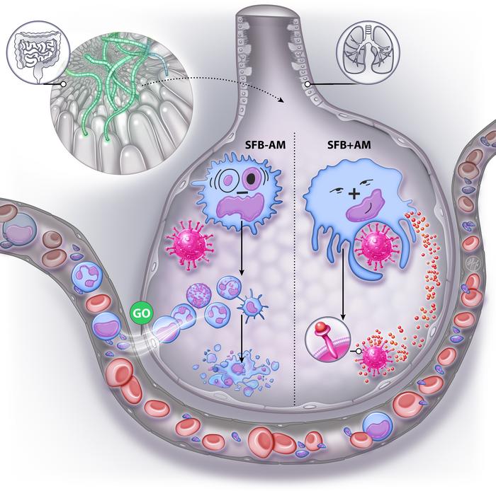 Gut microbiota and lung illustration