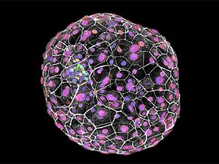 Early Cellular Distinction