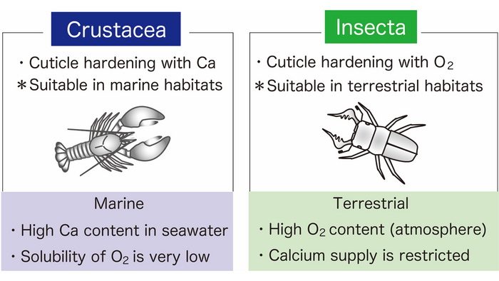 Different cuticle hardening mechanisms in crustaceans and insects.