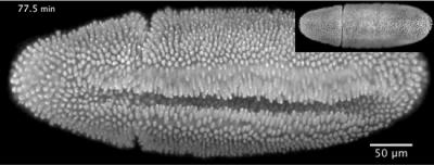 Developing Fruit Fly