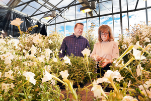 Molecular processes behind scent chemicals in petunias