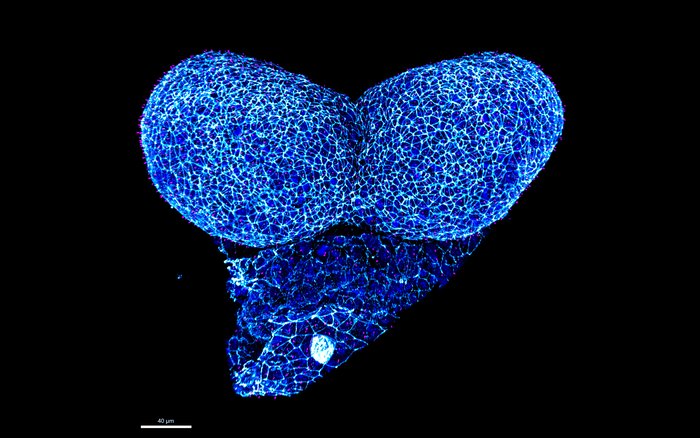 Mouse embryo