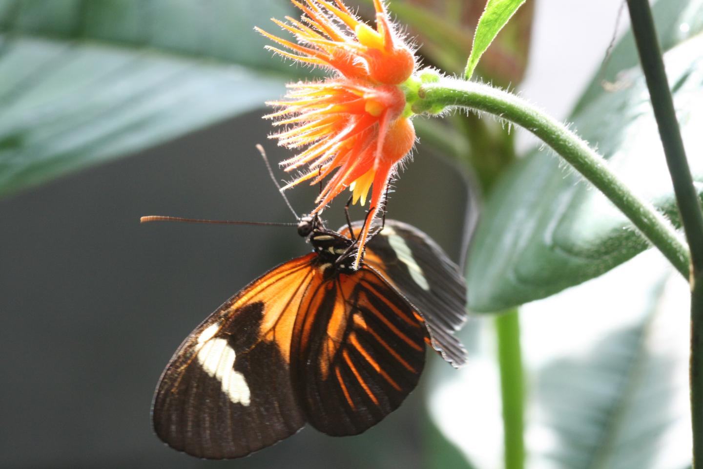 <I>Heliconius melpomene</I> (2 of 2)