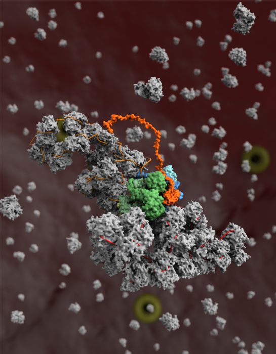 A model of the influenza virus replication machinery