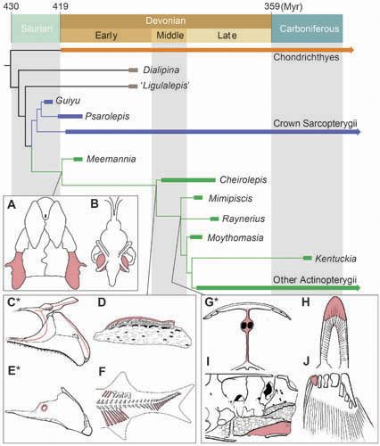Summary Phylogeny