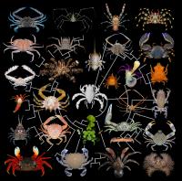 Diversity of Crab Forms