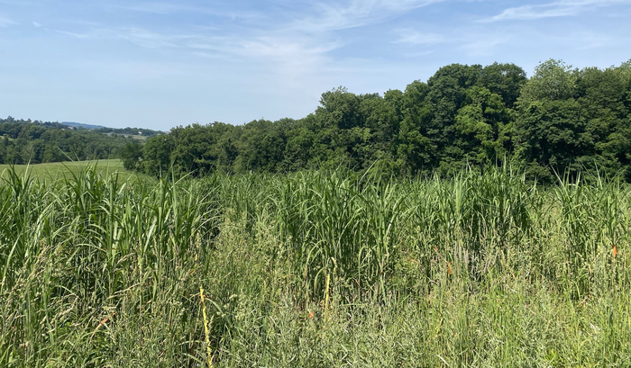 Miscanthus WVU