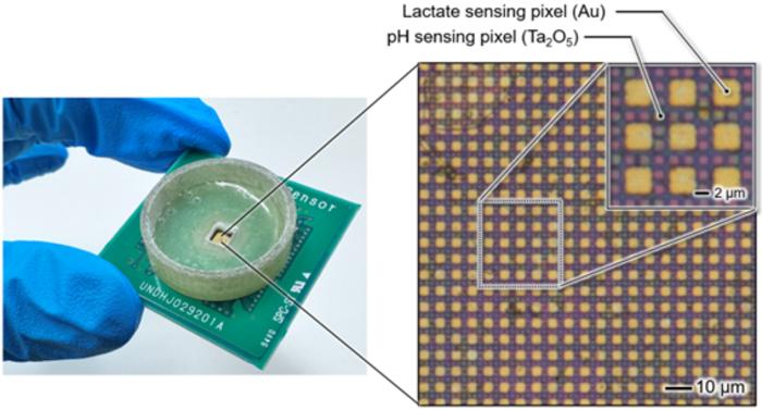 The developed semiconductor bioimage sensor