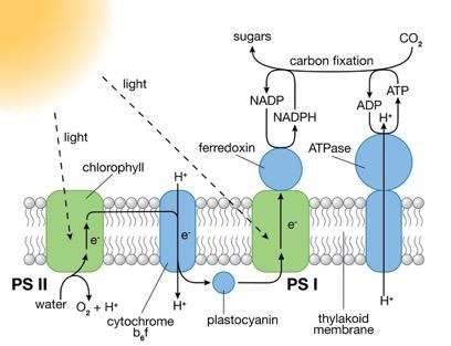 Natural Photosynthesis Illustration