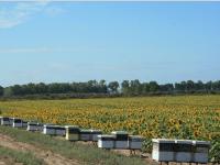 Bee Hives with Sunflower Field