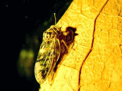 <i>Pachypsylla venusta</i>, the Hackberry Petiole Gall Psyllid