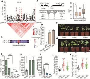 GmACO1 improves drought tolerance in soybean