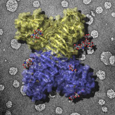 Cracking the Flavivirus Code?