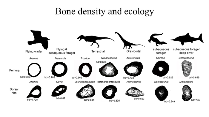 Bone density and ecology