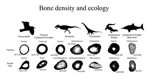 Bone density and ecology