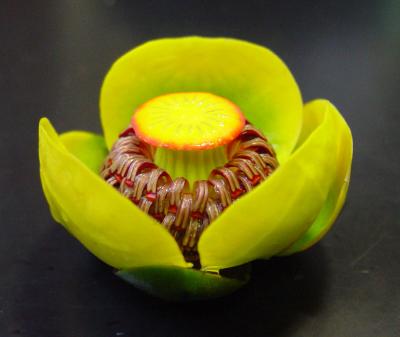 Yellow Water Lily (<i>Nuphar advena</i>)