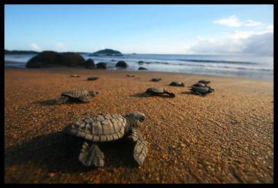 Olive Ridley Turtle Hatchlings, French Guiana