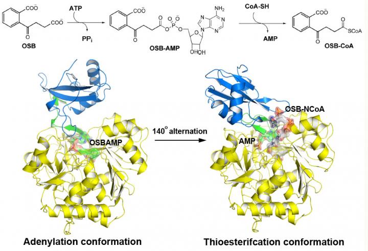 MenE Catalyzes a Two-Step Reaction in Two Different Structures (1 of 2)