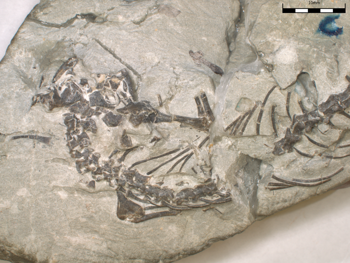 Fossil skeleton of the new lizard-like reptile Opisthiamimus gregori