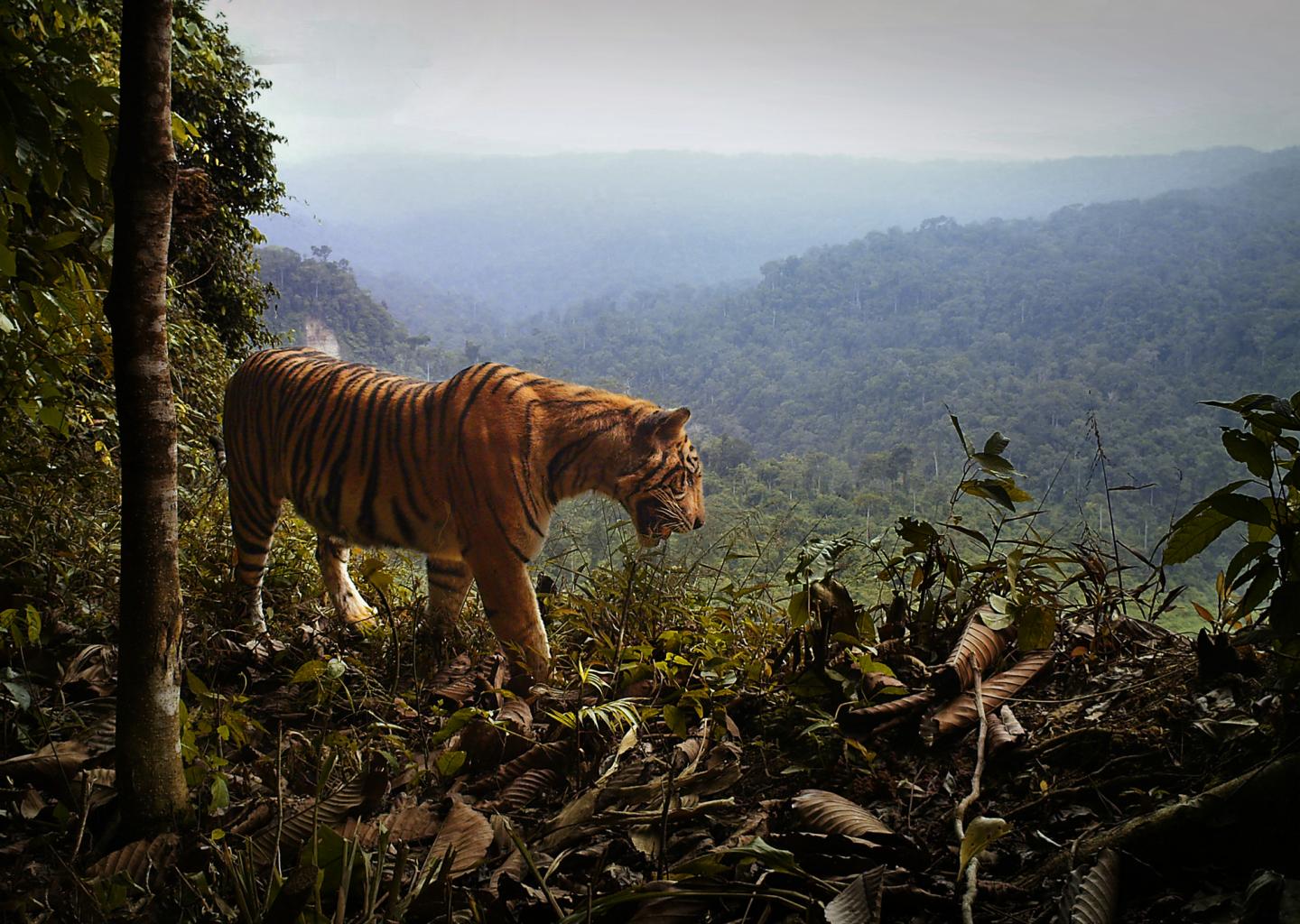 Young Sumatran Male Tiger
