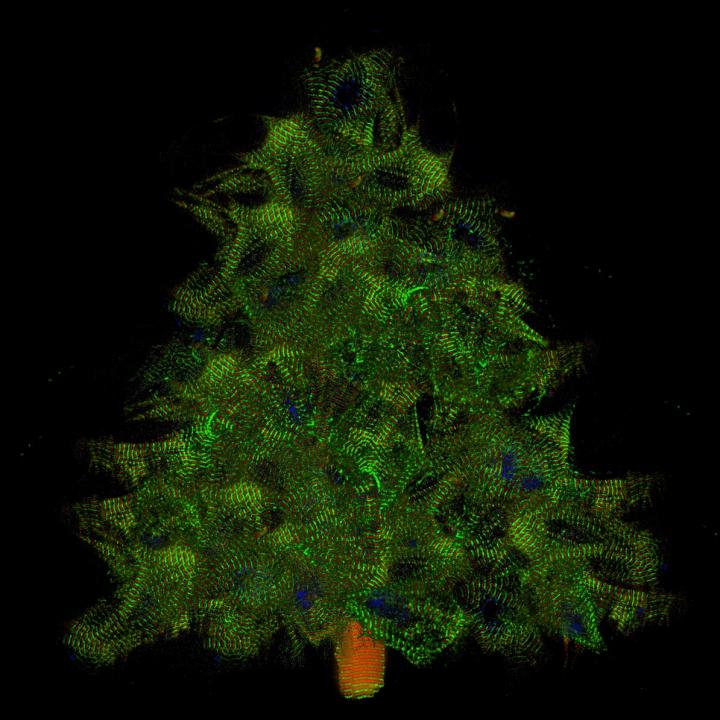 Myocytes at Christmas Time