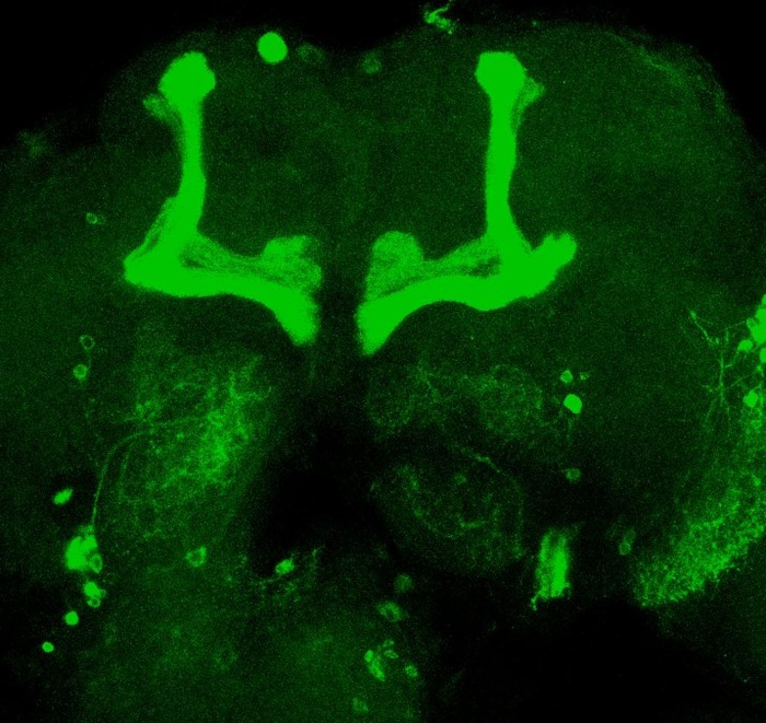 A single gene can disrupt the sleep-wake cycle