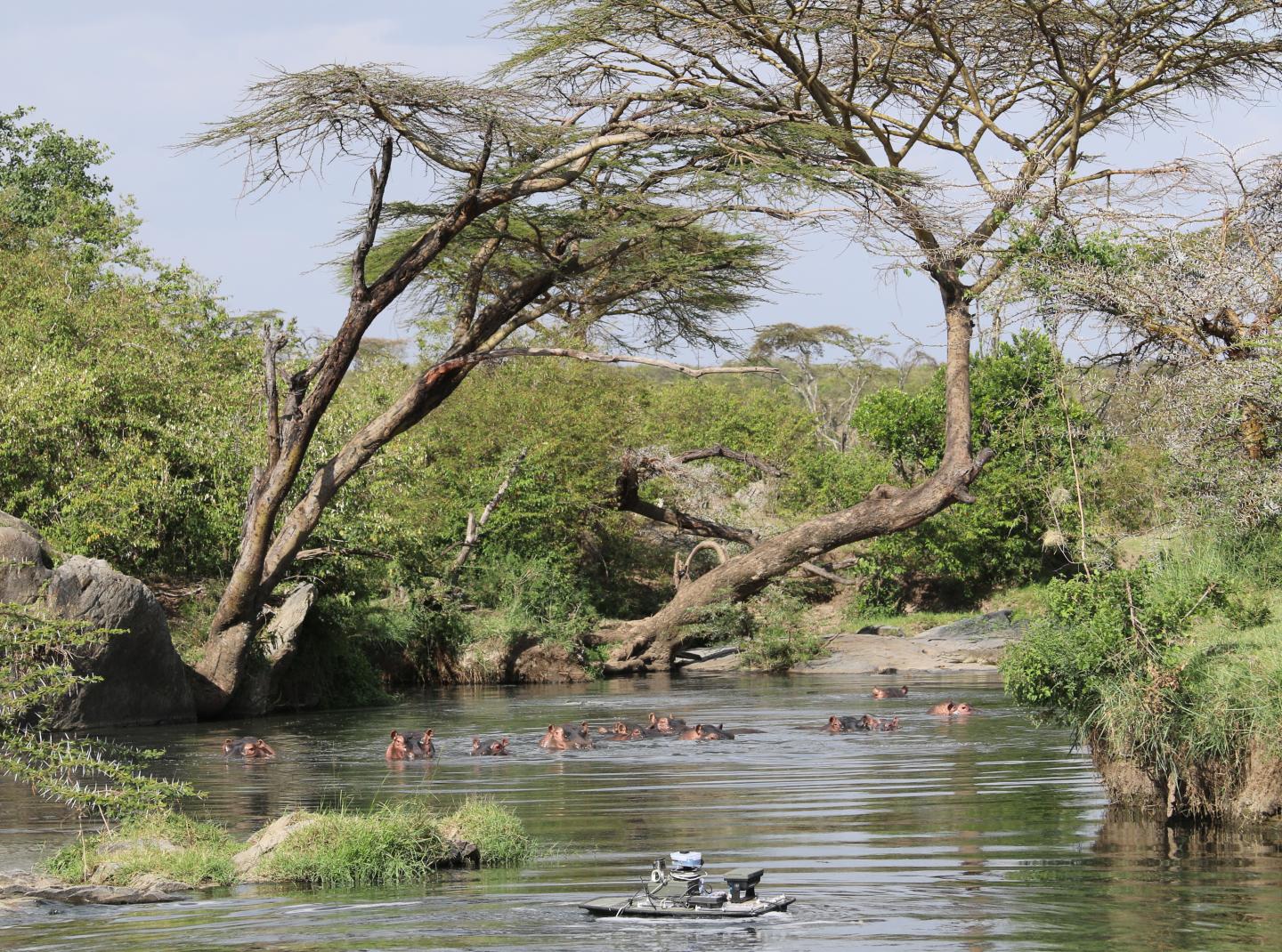 Hippos Observe Remote Controlled Sampling Boat