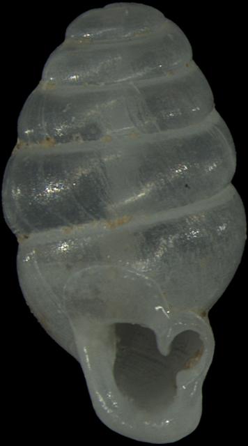 The "muffin-topped" snail, Laoennea renouardi