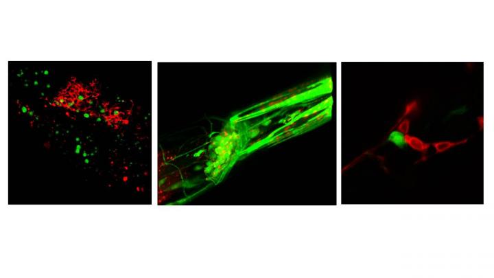 Inter-Tissue Heme Communication in <i>C. elegans</i>