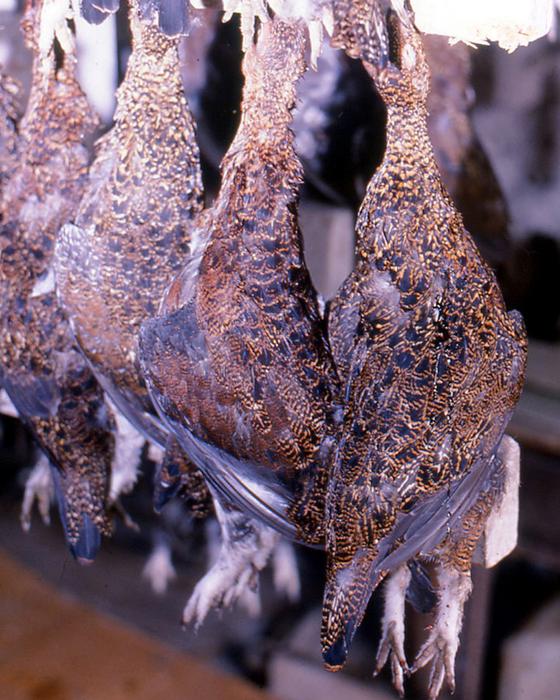 Grouse carcasses for human consumption