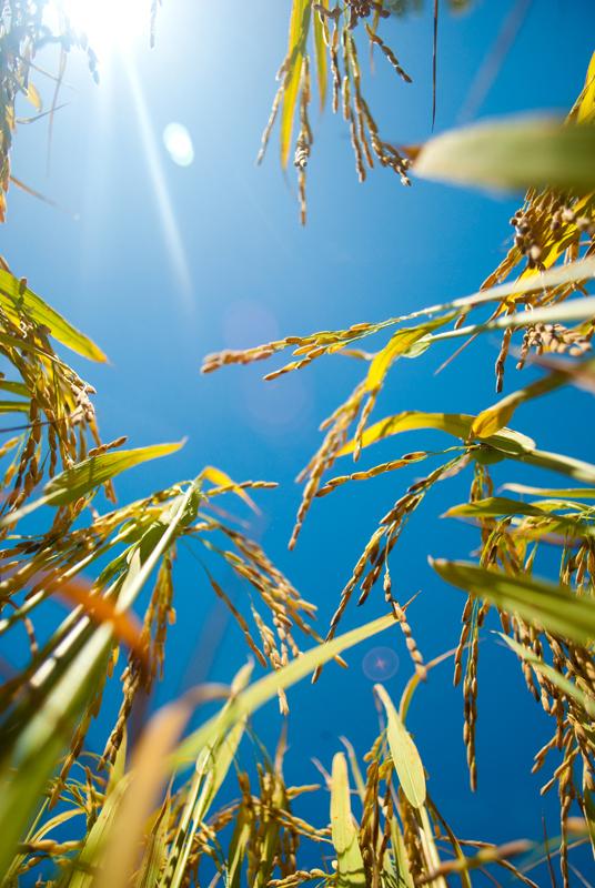 Rice in Sun