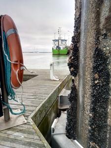 Seaports are hotspots of contagious cancer in mussels