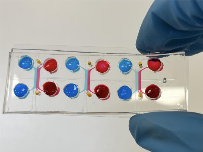 A gut-on-a-chip incorporating human faecal samples and peristalsis predicts responses to immune checkpoint inhibitors for melanoma