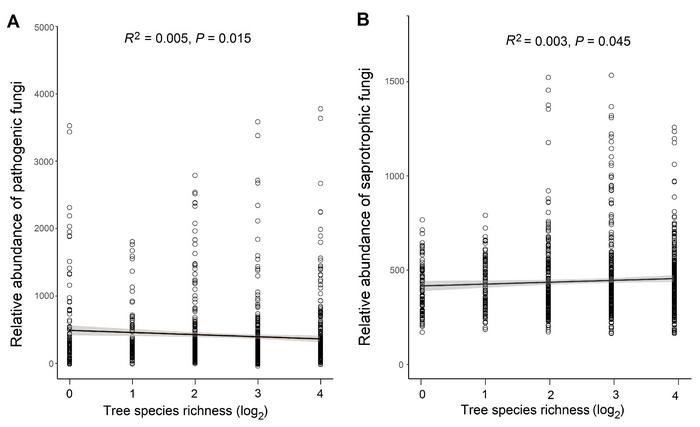 Figure 4  Relationship between tree diversity and the relative abundance of pathogenic and saprotrophic fungi