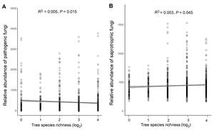 Figure 4  Relationship between tree diversity and the relative abundance of pathogenic and saprotrophic fungi