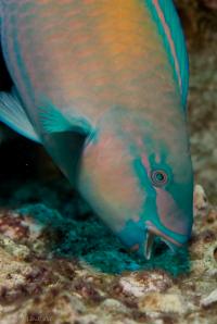 Parrotfish (3 of 3)