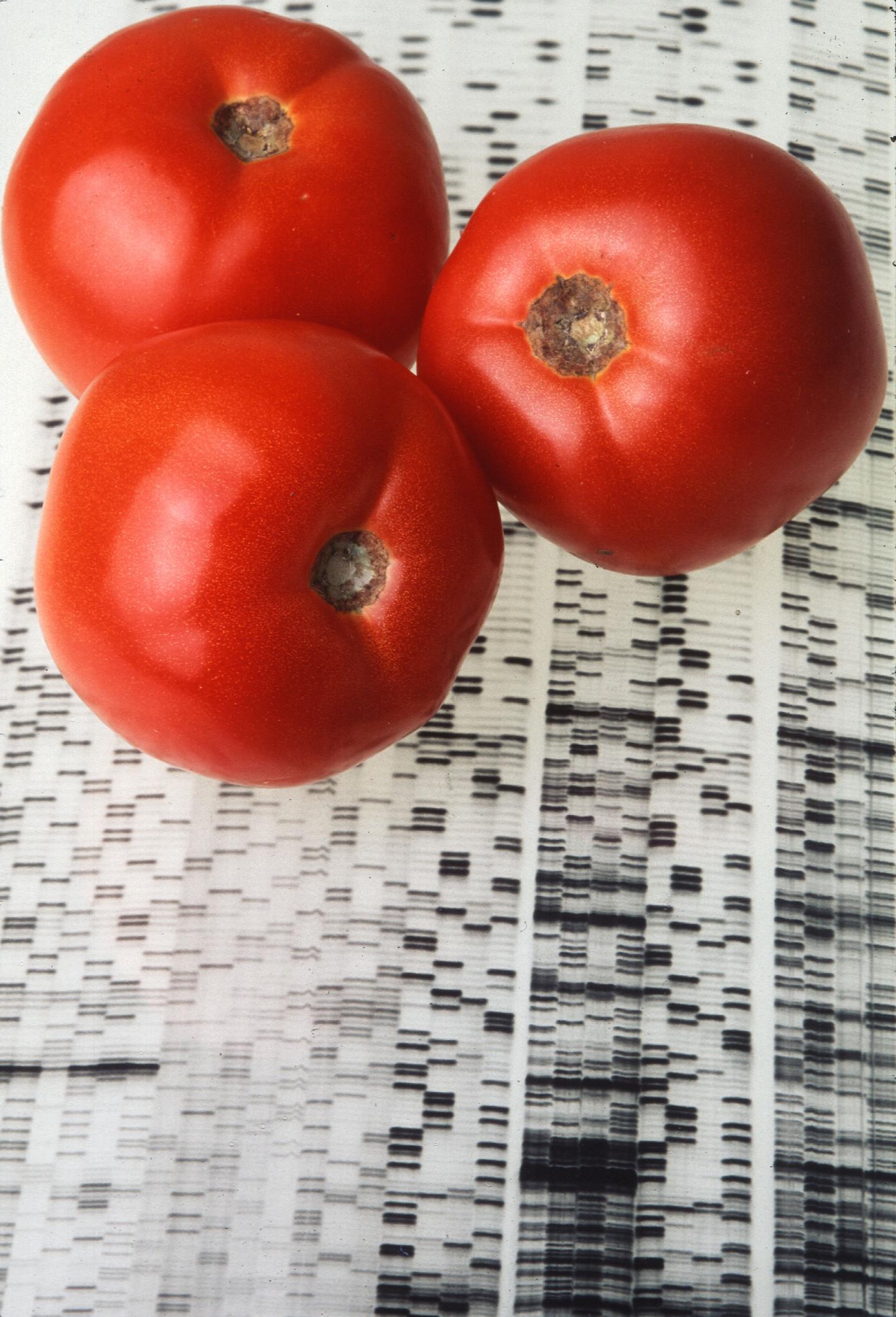 Tomato on a Genetic Scan