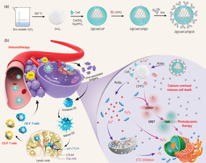 Synthesis process of ZnO2@Ce6/CaP@CPPO/BSA (Z@Ce6/CaP@CB), and schematic illustration of the mechanism of Z@Ce6/CaP@CB-based synergistic therapy.